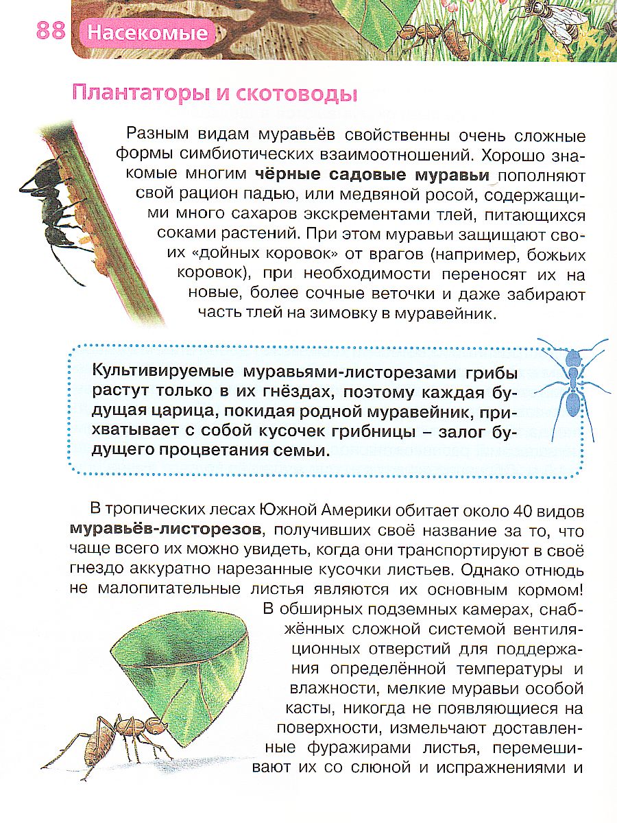 Обложка Насекомые, издательство РОСМЭН | купить в книжном магазине Рослит