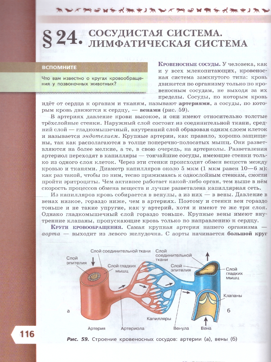 Обложка книги Биология 9 класс. Базовый уровень. Учебник. УМК "Линия жизни" (ФП2022), Автор Пасечник В.В. Каменский А.А. Швецов Г.Г., издательство Просвещение | купить в книжном магазине Рослит