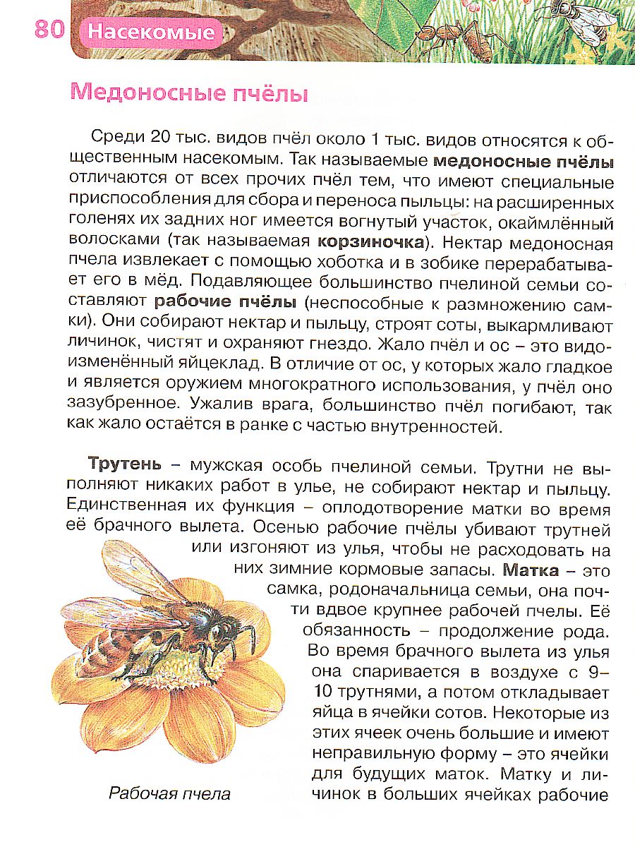 Обложка Насекомые, издательство РОСМЭН | купить в книжном магазине Рослит