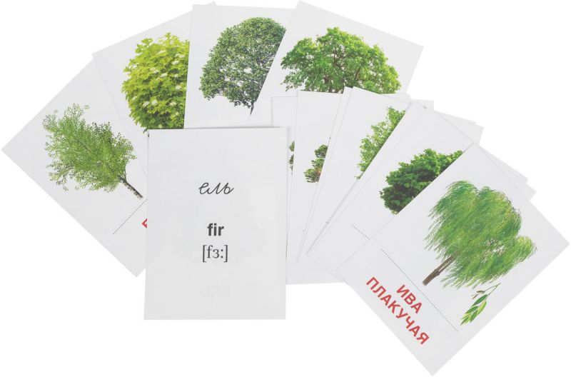 Обложка книги Демонстрационные картинки СУПЕР Деревья и кустарники.16 раздаточных карточек с текстом 63х87 мм, Автор , издательство Сфера | купить в книжном магазине Рослит