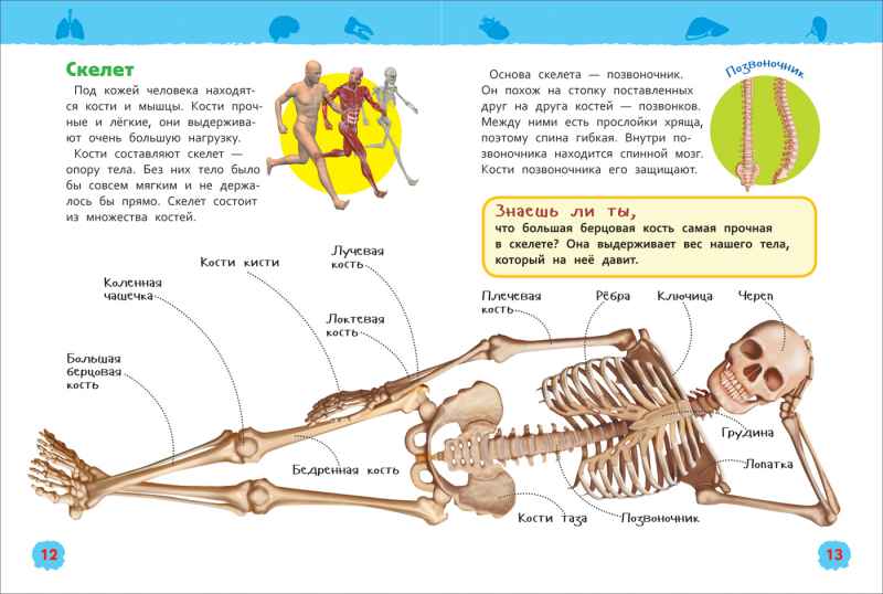Обложка Тело человека, издательство РОСМЭН | купить в книжном магазине Рослит