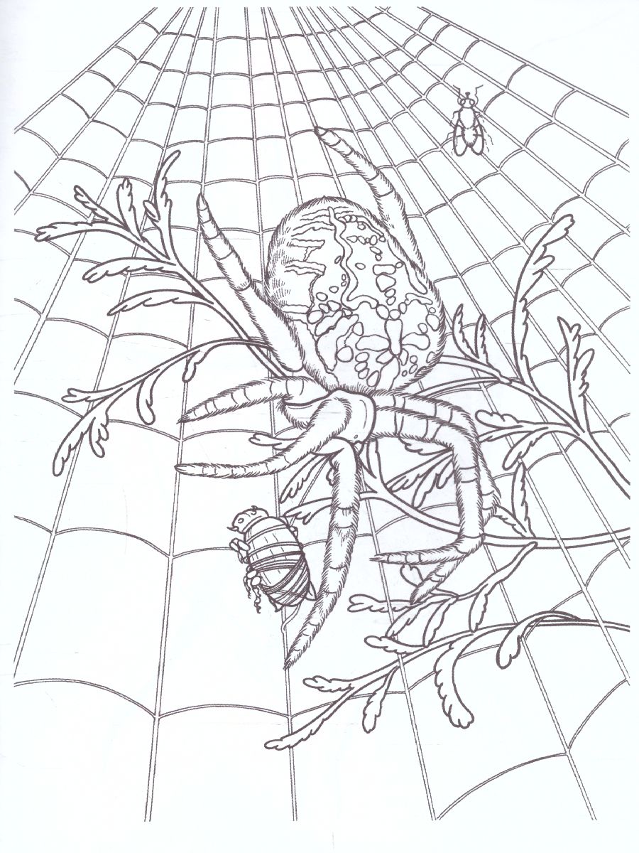 Обложка книги Раскраска "Насекомые-2", Автор , издательство Страна фантазий | купить в книжном магазине Рослит