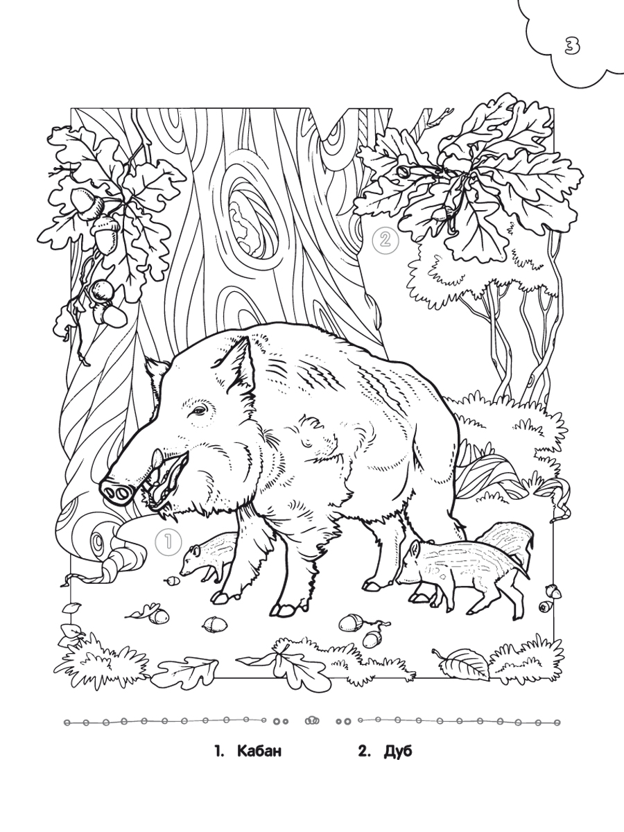 Обложка книги Самое достопримечательное. Природа Пермского края. Книжка-раскраска, Автор Клёпова Л.П., издательство Планета | купить в книжном магазине Рослит