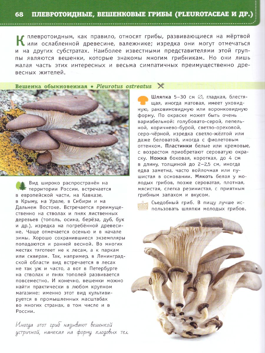 Обложка книги Грибы России. Определитель. Кривошеев С.В. /ЛучшийОпределитель, Автор Кривошеев С.В., издательство АСТ | купить в книжном магазине Рослит