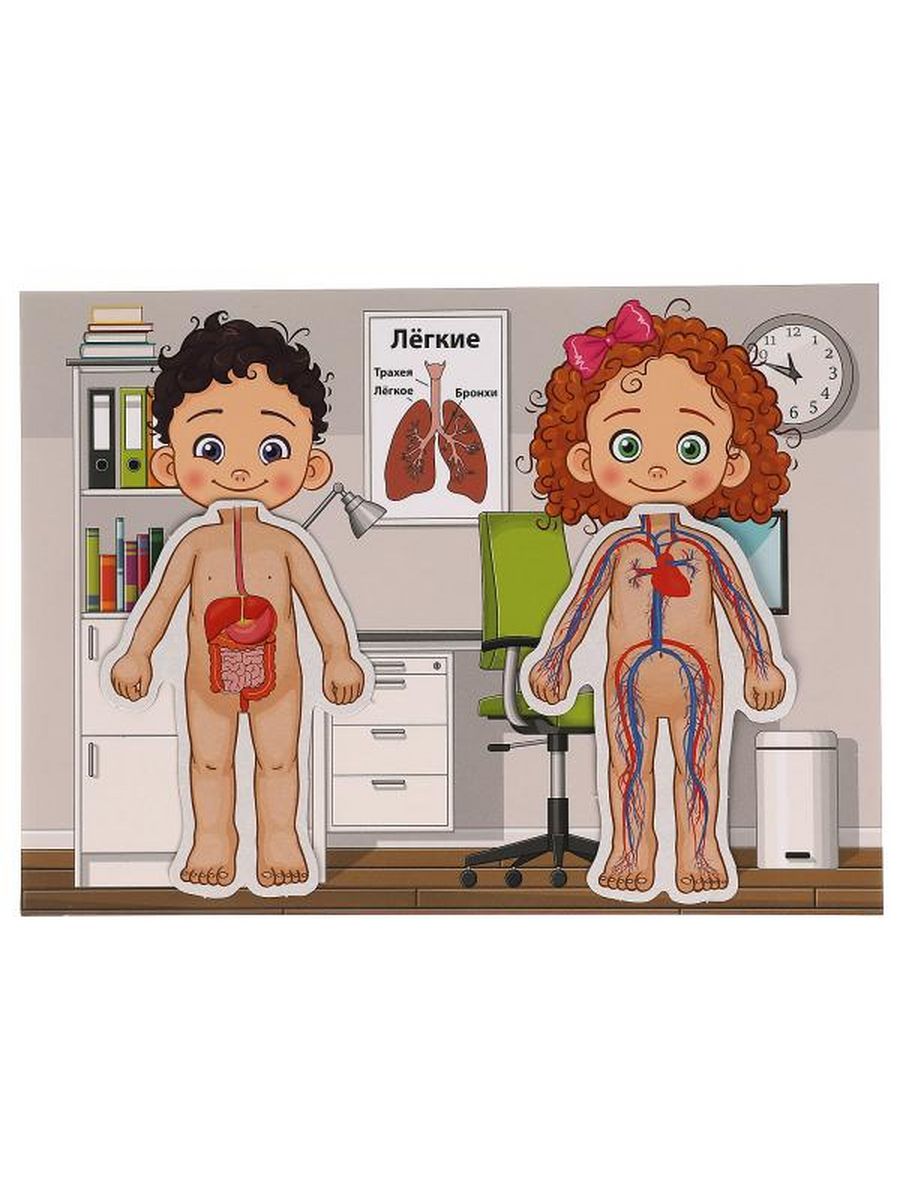 Обложка Играь развивающая.  Тело человека., издательство Умные игры                                         | купить в книжном магазине Рослит