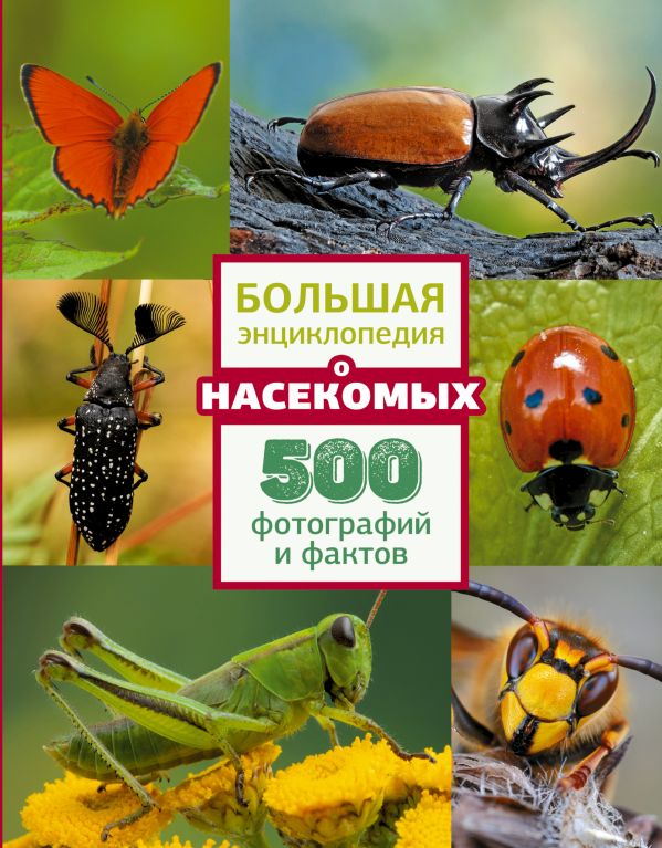 Обложка Большая энциклопедия о насекомых. 500 фотографий и фактов, издательство АСТ | купить в книжном магазине Рослит