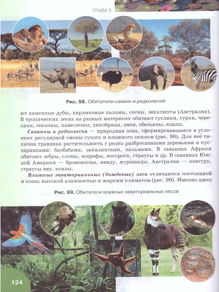 Обложка книги Биология 5 класс. Учебник, Автор Баландин С.А. Ульянова Т.Ю. Романова Н.И. Михай, издательство Русское слово | купить в книжном магазине Рослит