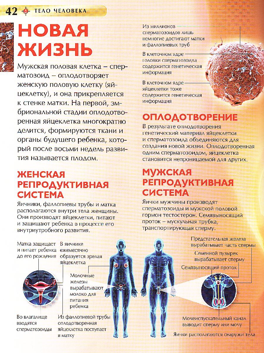 Обложка Тело человека (ДЭР), издательство РОСМЭН | купить в книжном магазине Рослит