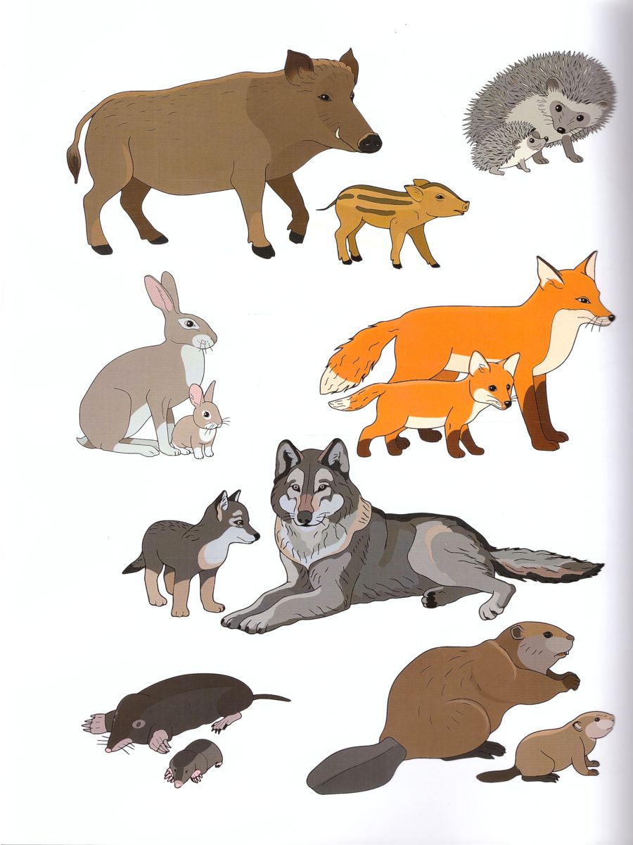 Обложка книги Дикие животные наших лесов и их детеныши. Дидактический материал по лексической теме 4-6 лет. ФГОС, Автор Куликовская Т.А., издательство ДЕТСТВО-ПРЕСС | купить в книжном магазине Рослит