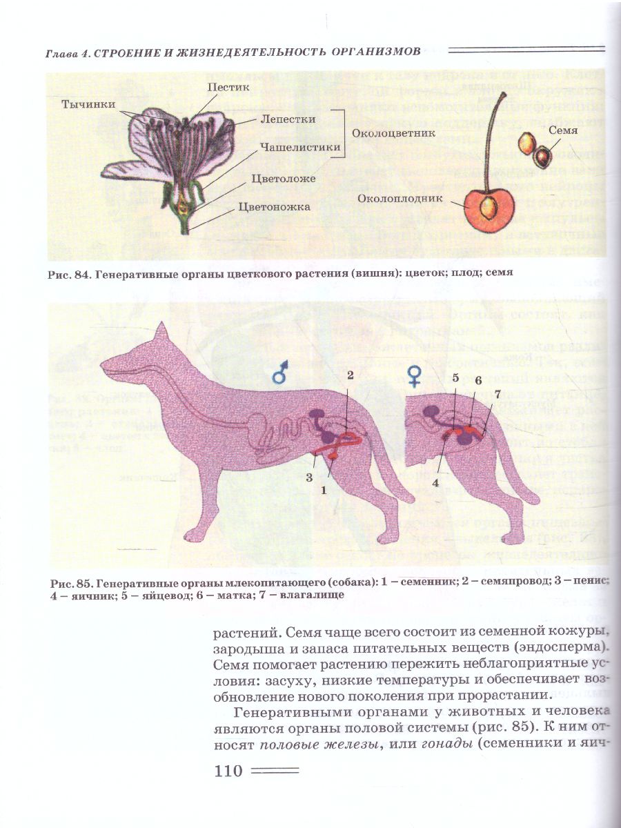 Обложка книги Биология 10 класс. Биологические системы и процессы (углубленный / базовый уровни), Автор Теремов А.В. Петросова Р.А., издательство Владос | купить в книжном магазине Рослит