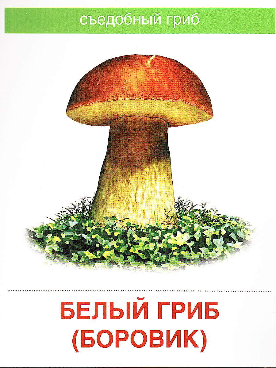 Обложка книги Демонстрационные картинки СУПЕР Грибы съедобные и несъедобные. 16 демонстрационных картинок с текстом. 173х220 мм, Автор , издательство Сфера | купить в книжном магазине Рослит