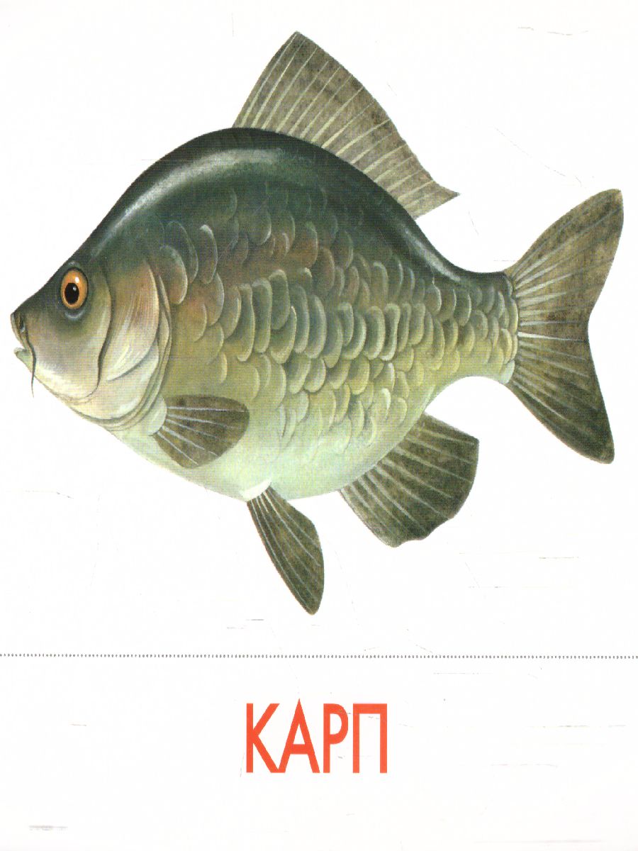 Обложка книги Дидактические карточки "Речные рыбы", Автор , издательство Маленький гений-Пресс | купить в книжном магазине Рослит