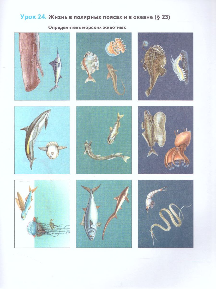 Обложка книги География 6 класс. Дневник географа-следопыта. Рабочая тетрадь. ФГОС, Автор Летягин А.А., издательство Просвещение/Союз                                   | купить в книжном магазине Рослит