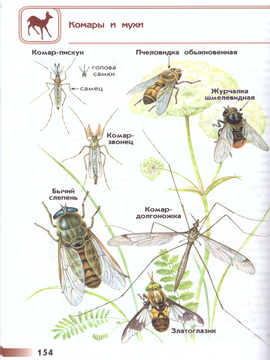 Обложка книги Атлас-определитель. От земли до неба. ФГОС, Автор Плешаков А.А., издательство Просвещение | купить в книжном магазине Рослит
