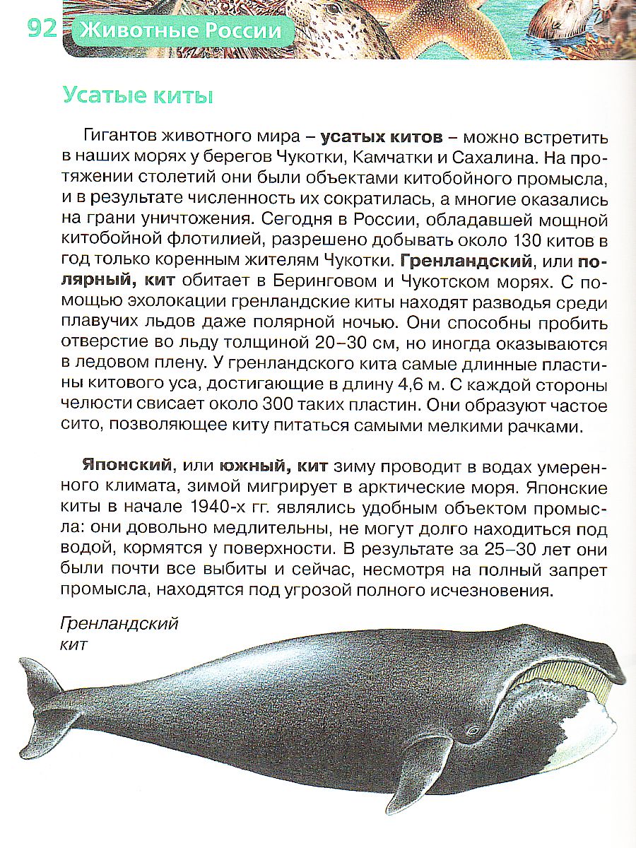 Обложка Животные России, издательство РОСМЭН | купить в книжном магазине Рослит