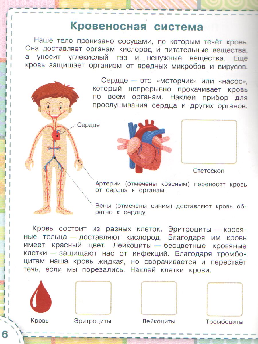 Обложка книги Книжка с многоразовыми наклейкми: Тело человека./ По дороге в школу: Наклейки  (Вако), Автор Чиркова С.В., издательство Вако | купить в книжном магазине Рослит