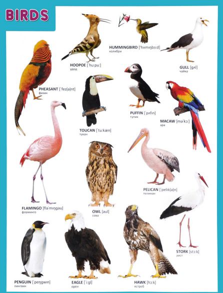 Обложка книги Плакат (английский) BIRDS Птицы, Автор , издательство Мозаика-Синтез | купить в книжном магазине Рослит