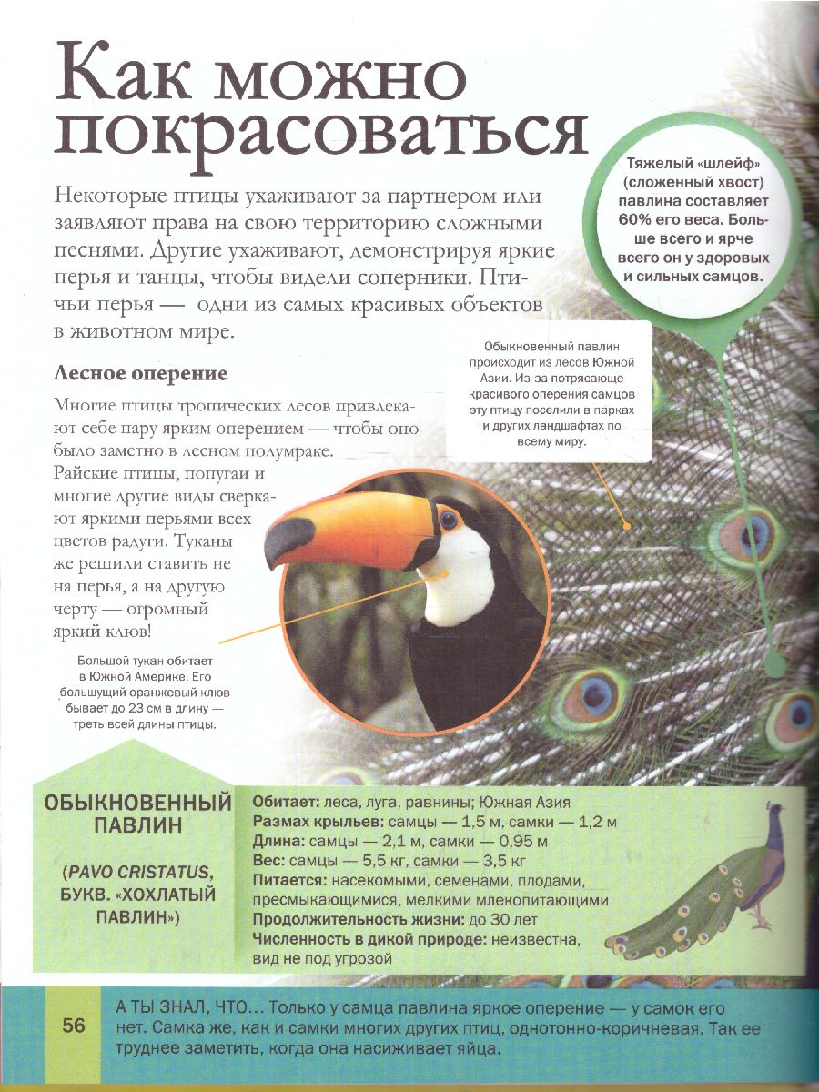 Обложка Энциклопедия. Животные. Для детей, издательство АСТ | купить в книжном магазине Рослит