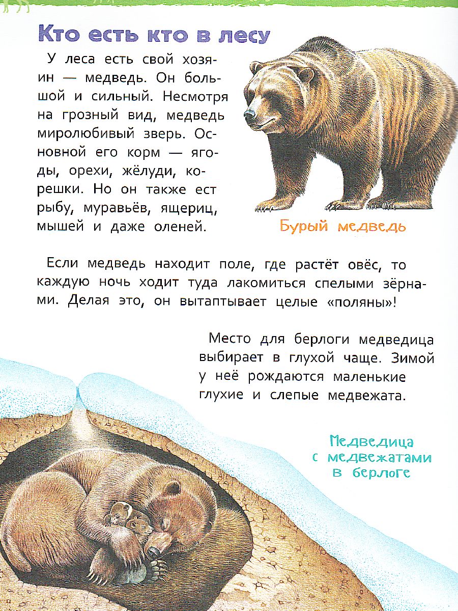 Обложка В лесу, издательство РОСМЭН | купить в книжном магазине Рослит