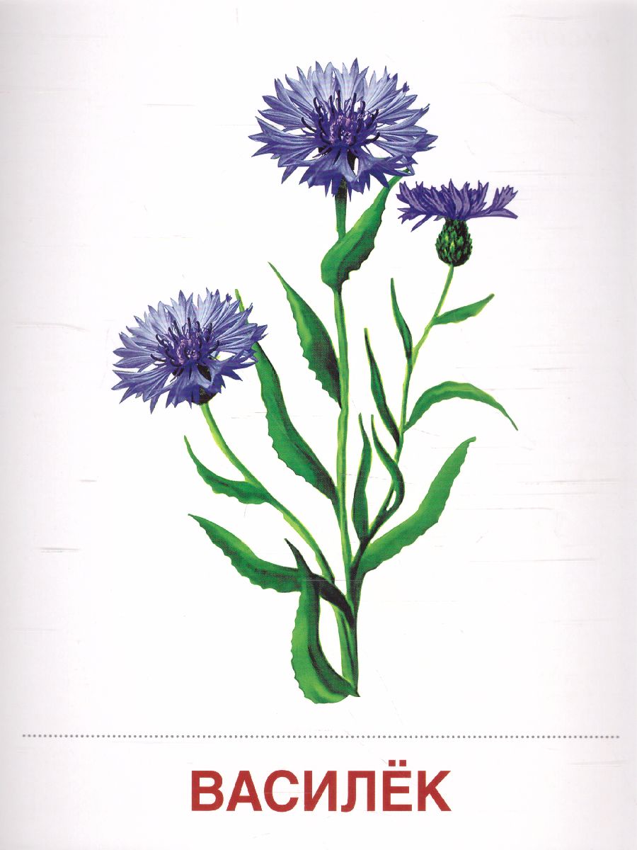 Обложка книги Демонстрационные картинки СУПЕР. Цветы полевые. 16 демонстрационных картинок с текстом 173х220 мм, Автор Цветкова Т.В., издательство Сфера | купить в книжном магазине Рослит