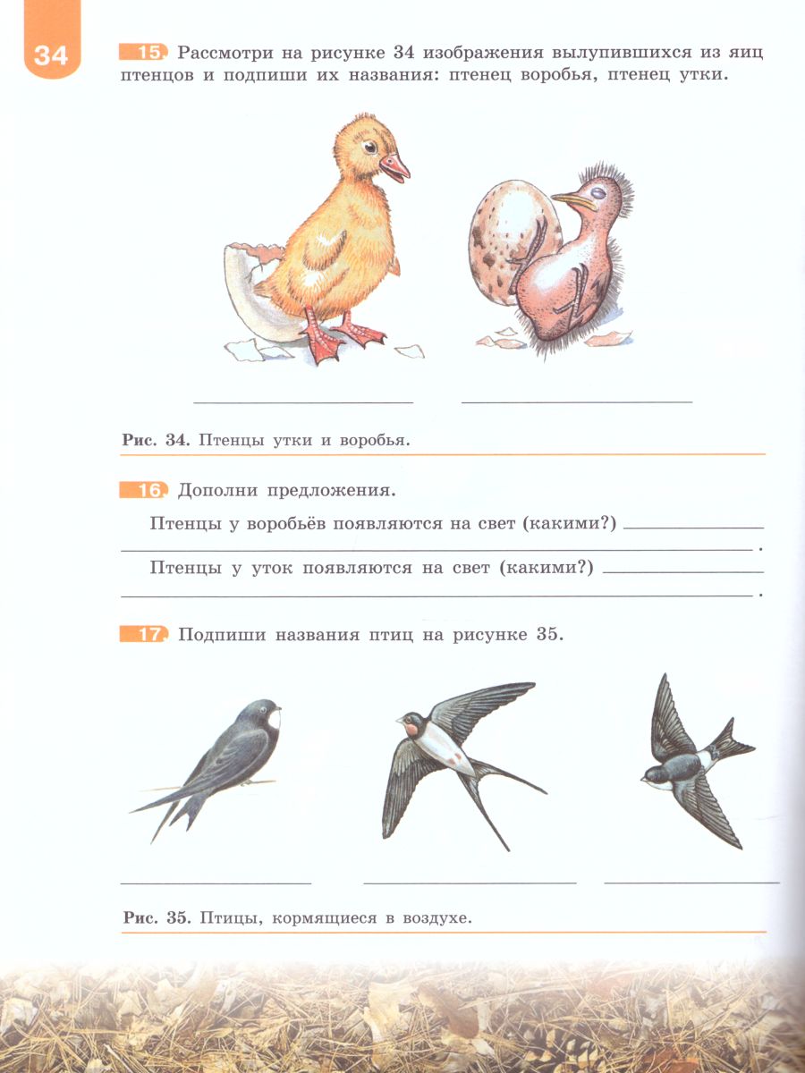 Обложка книги Биология 8 класс. Рабочая тетрадь. Для учащихся специальных (коррекционных) образовательных учреждений VIII вида, Автор Никишов А.И., издательство Просвещение | купить в книжном магазине Рослит