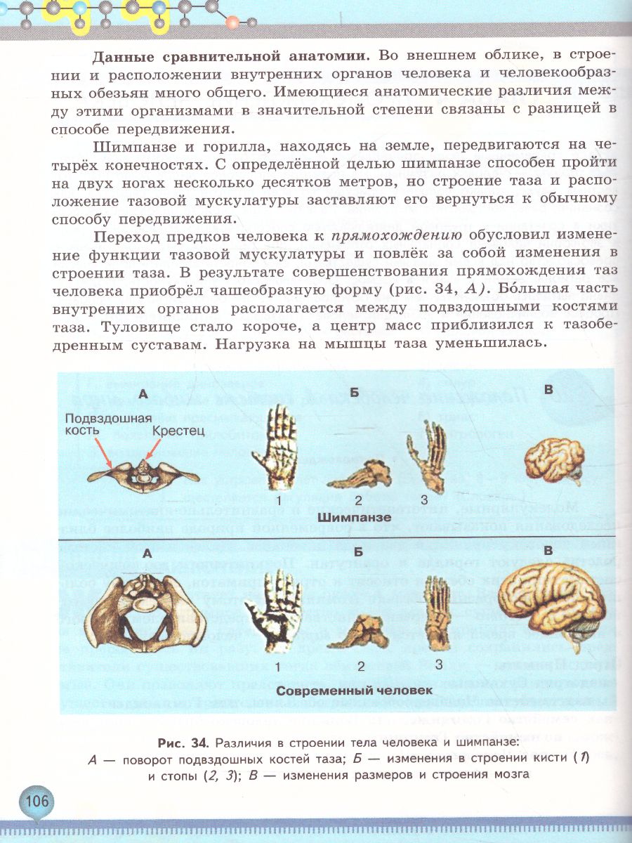 Обложка книги Биология 11 класс. Базовый уровень, Автор Беляев Д.К. Бородин П.М. Дымшиц Г.М., издательство Просвещение | купить в книжном магазине Рослит