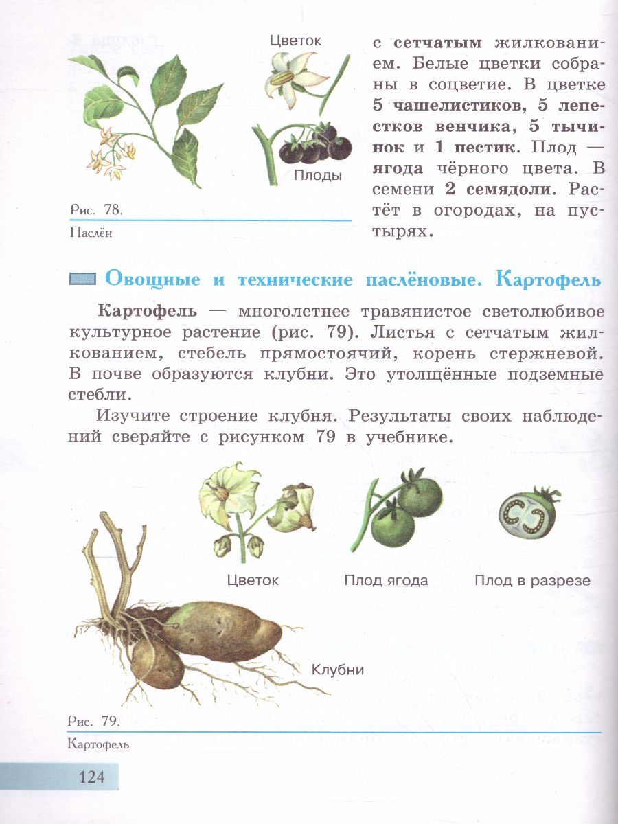Обложка книги Биология 7 класс. Растения. Бактерии. Грибы. Учебник. Для обучающихся с интеллектуальными нарушениями, Автор Клепинина З.А., издательство Просвещение | купить в книжном магазине Рослит