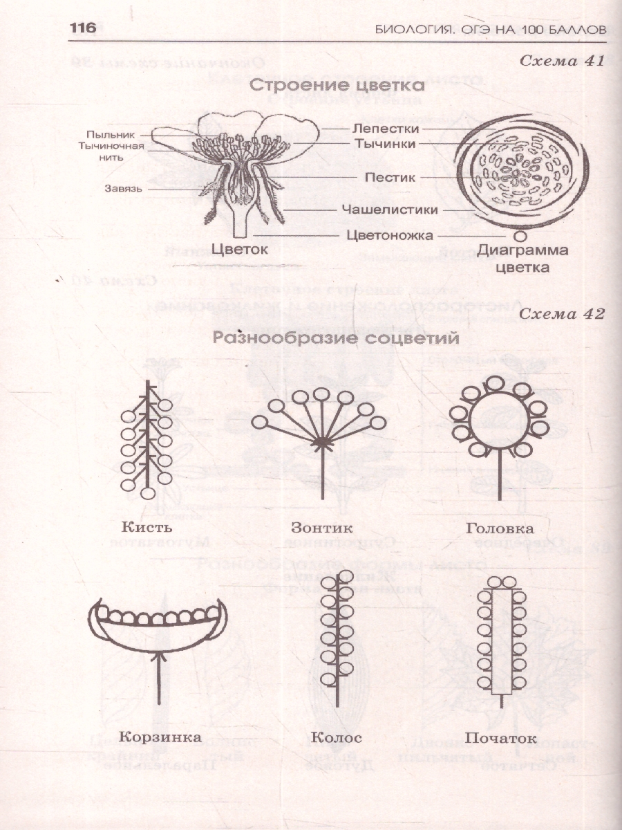 Обложка книги Биология ОГЭ 9 класс. Справочник. Теория и практика. ОГЭ на 100 баллов, Автор Маталин А. В.; Скворцов П. М.;Банколе А. В., издательство АСТ | купить в книжном магазине Рослит