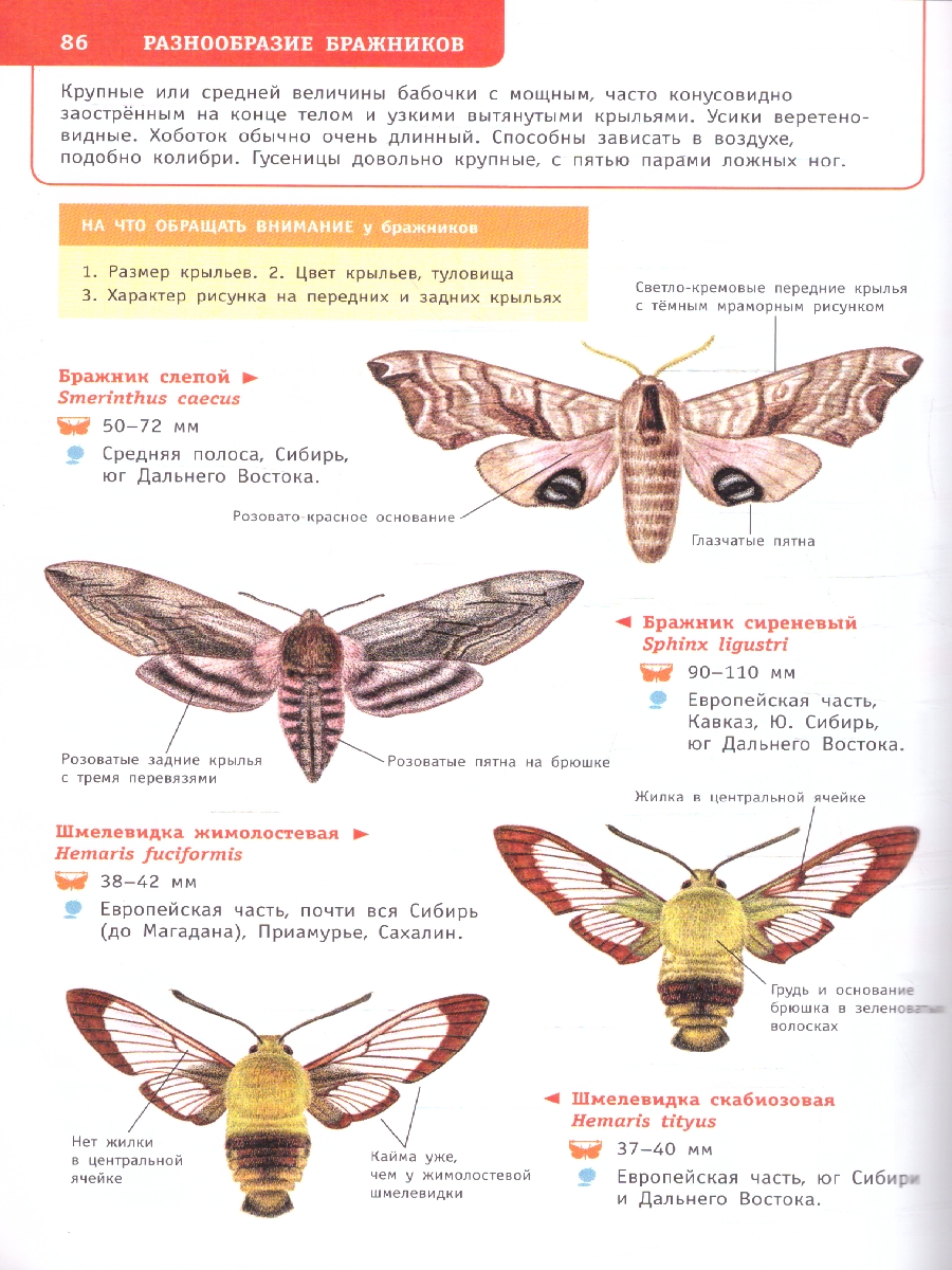 Обложка книги Насекомые России. Лучший определитель, Автор Гомыранов И.А. Полевод В.А., издательство АСТ | купить в книжном магазине Рослит