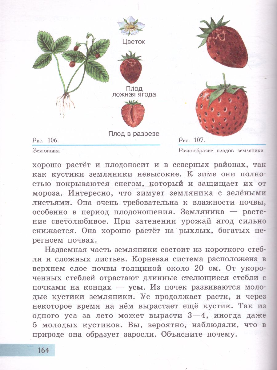 Обложка книги Биология 7 класс. Растения. Бактерии. Грибы. Учебник. Для обучающихся с интеллектуальными нарушениями, Автор Клепинина З.А., издательство Просвещение | купить в книжном магазине Рослит