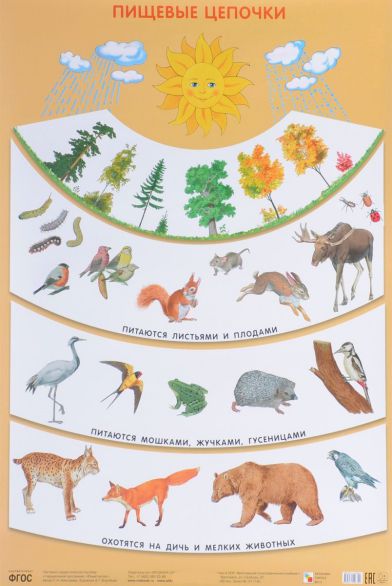 Обложка книги Плакат Пищевые цепочки. Экологичесое воспитание, Автор Николаева С.Н., издательство Мозаика-Синтез | купить в книжном магазине Рослит