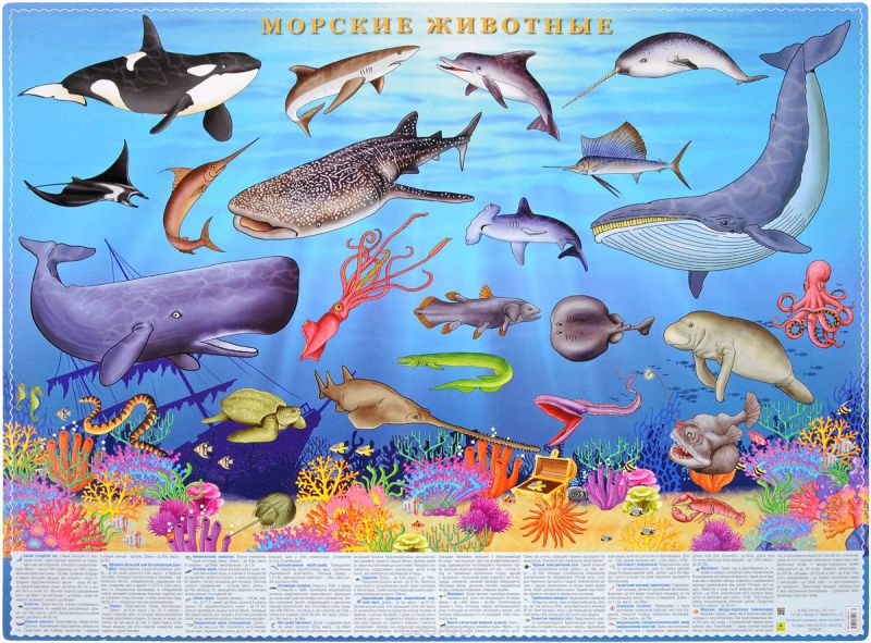 Обложка книги Морские животные. Настольное издание, Автор , издательство РУЗ Ко | купить в книжном магазине Рослит