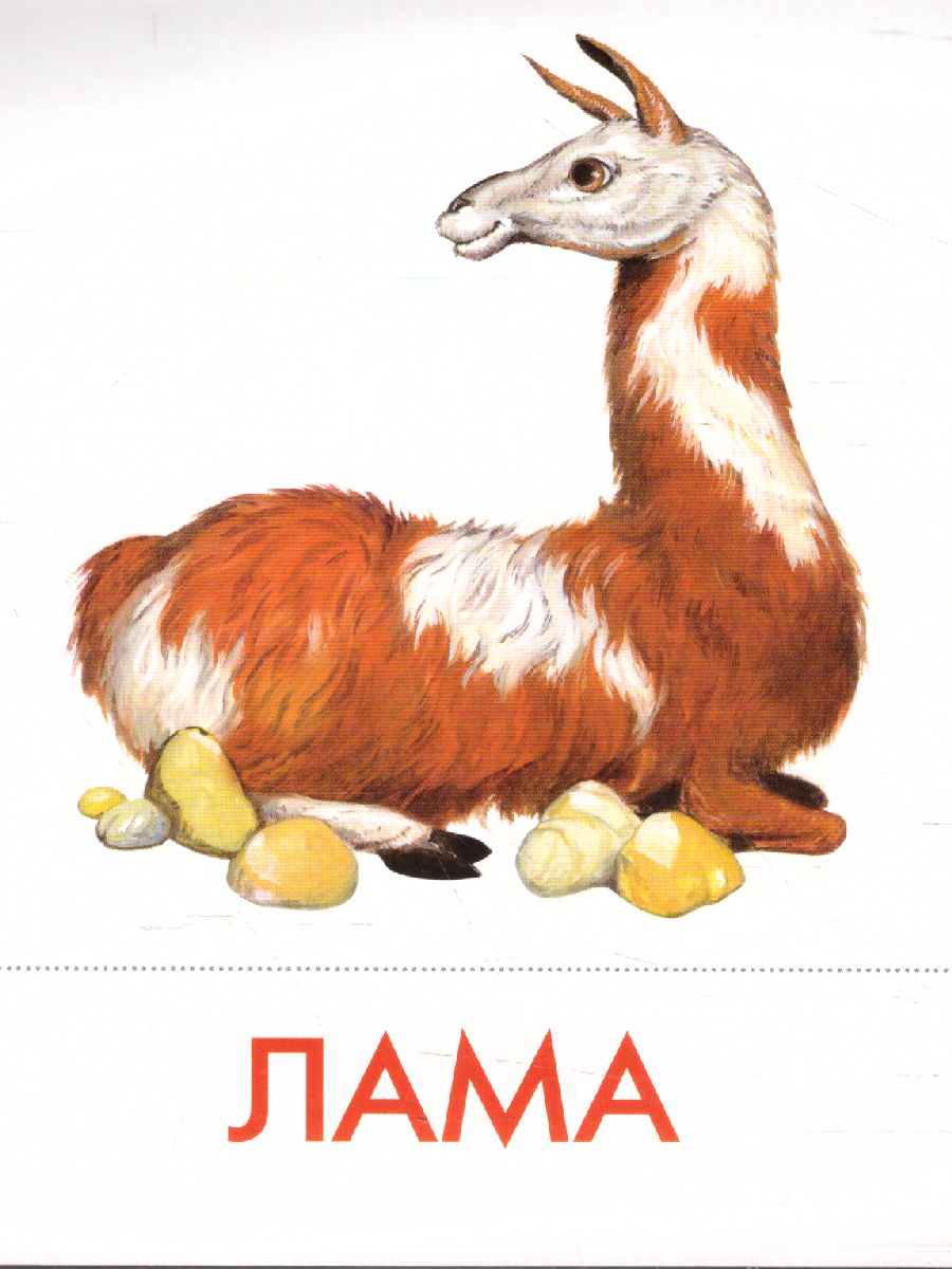 Обложка книги Дидактические карточки "Животные Южной Америки", Автор , издательство Маленький гений-Пресс | купить в книжном магазине Рослит