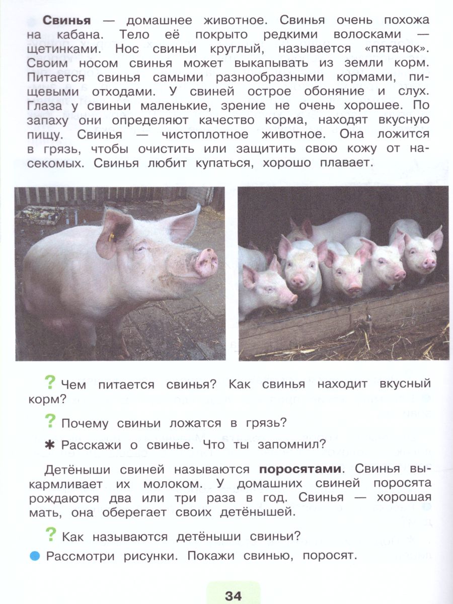 Обложка книги Мир природы и человека 3 класс. Учебник в 2-х частях. Часть 2. (для обучающихся с интеллектуальными нарушениями), Автор Матвеева Н.Б. Ярочкина И.А. Попова М.А., издательство Просвещение | купить в книжном магазине Рослит