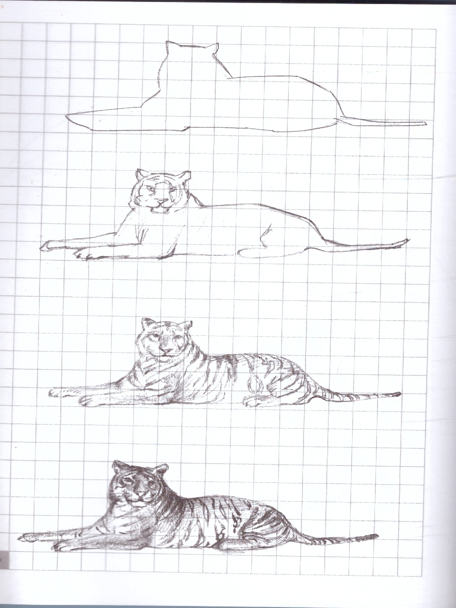 Обложка Творческий курс по рисованию. Животные от А до Я, издательство АСТ | купить в книжном магазине Рослит