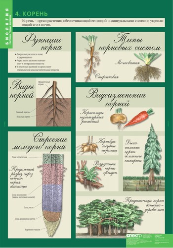Обложка книги Таблицы Биология 6 класс. Растения. Грибы. Бактерии, Автор , издательство Спектр-М | купить в книжном магазине Рослит
