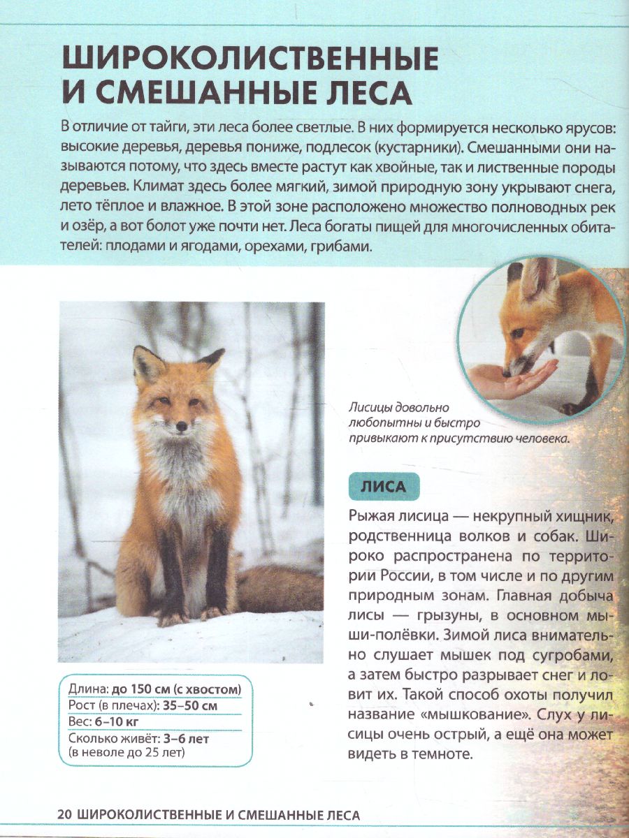 Обложка Детская энциклопедия "Животные России", издательство Буква-Ленд                                         | купить в книжном магазине Рослит