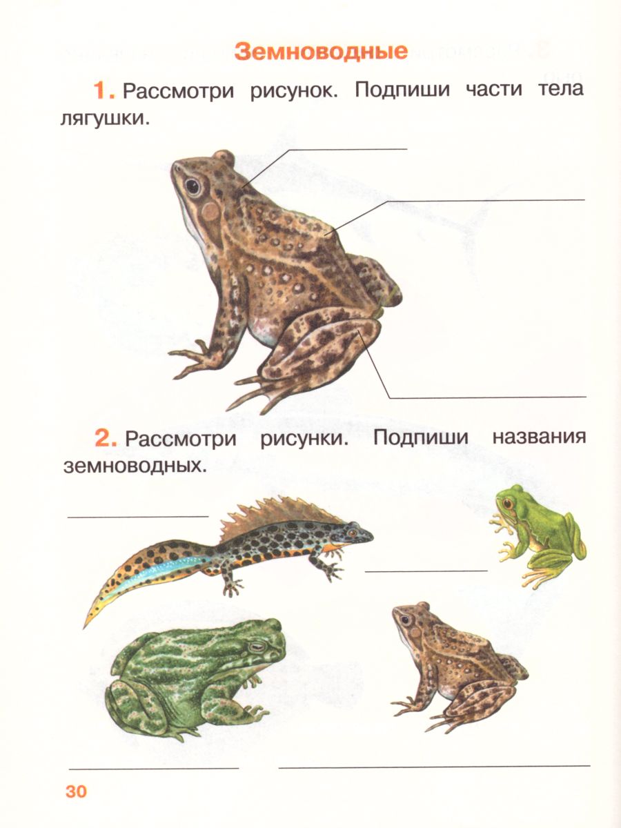 Обложка книги Окружающий мир 3 класс. Рабочая тетрадь. Часть 1. ФГОС, Автор Саплина Е.В. Саплин А.И. Сивоглазов В.И., издательство Просвещение/Союз                                   | купить в книжном магазине Рослит