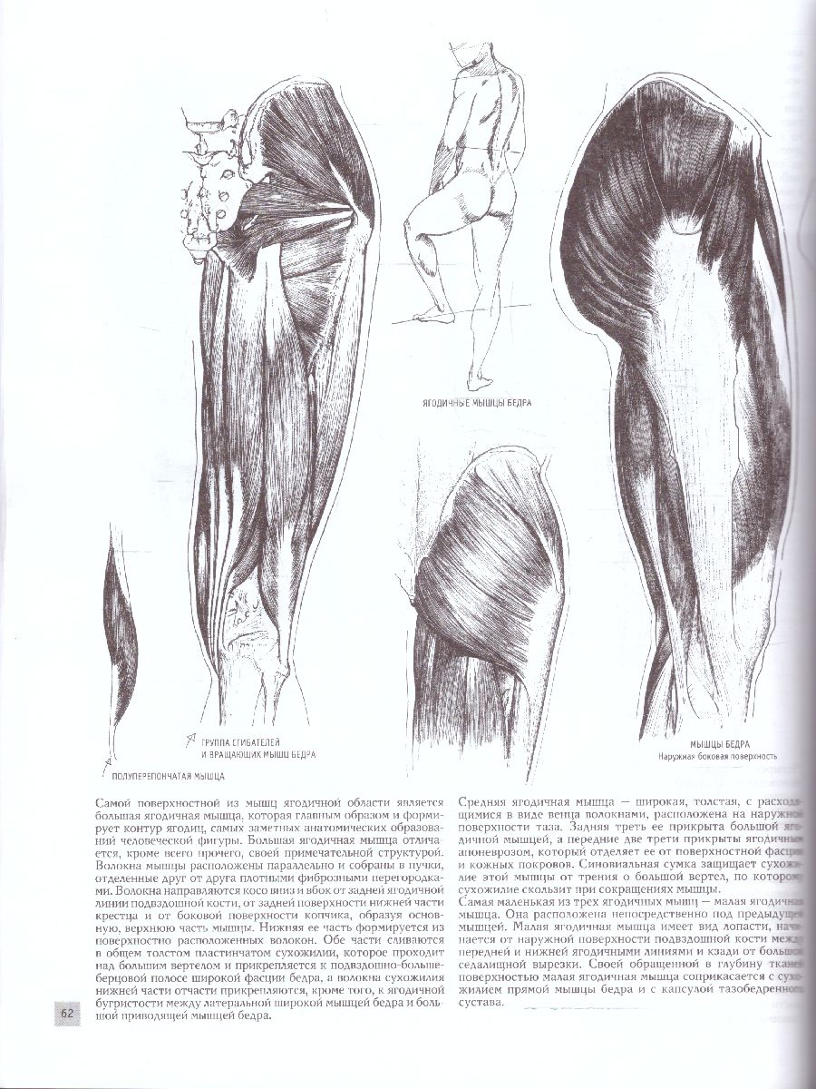 Обложка Анатомия для художников. Полный курс рисования, издательство АСТ | купить в книжном магазине Рослит