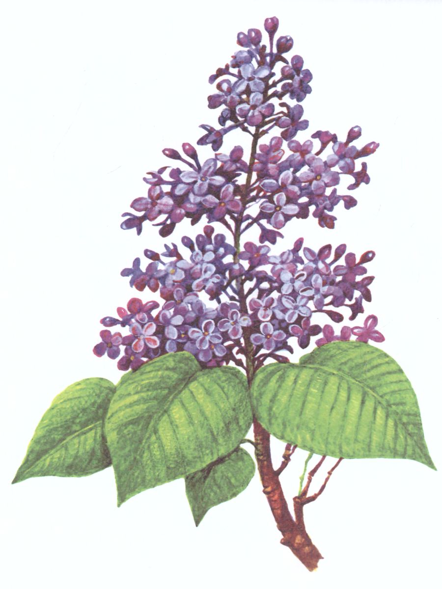 Обложка книги Картотека предметных картинок. Выпуск 2. Деревья, кустарники, грибы, Автор Нищева Н.В., издательство ДЕТСТВО-ПРЕСС | купить в книжном магазине Рослит