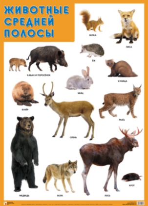 Обложка книги Развивающие плакаты Животные средней полосы (Мозаика-Синтез), Автор , издательство Мозаика-Синтез | купить в книжном магазине Рослит