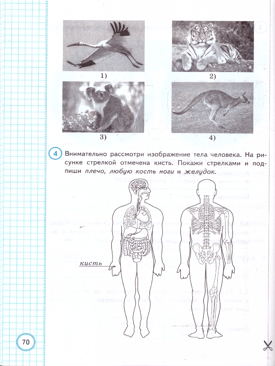 Обложка книги ВПР Окружающий мир за курс начальной школы. Типовые задания. 10 вариантов. ФИОКО. ФГОС НОВЫЙ, Автор Волкова Е. В., издательство Экзамен | купить в книжном магазине Рослит