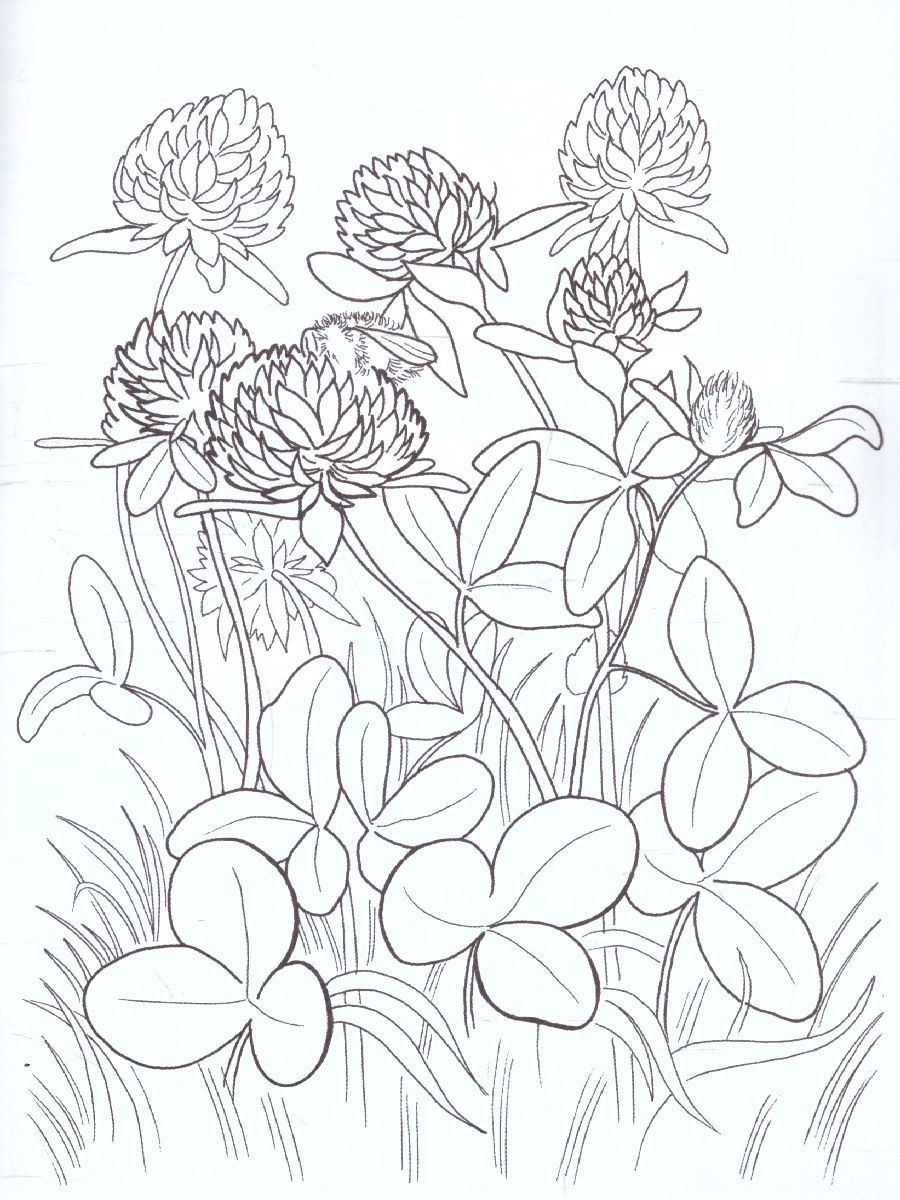 Обложка книги Раскраска "Луговые цветы", Автор , издательство Страна фантазий | купить в книжном магазине Рослит