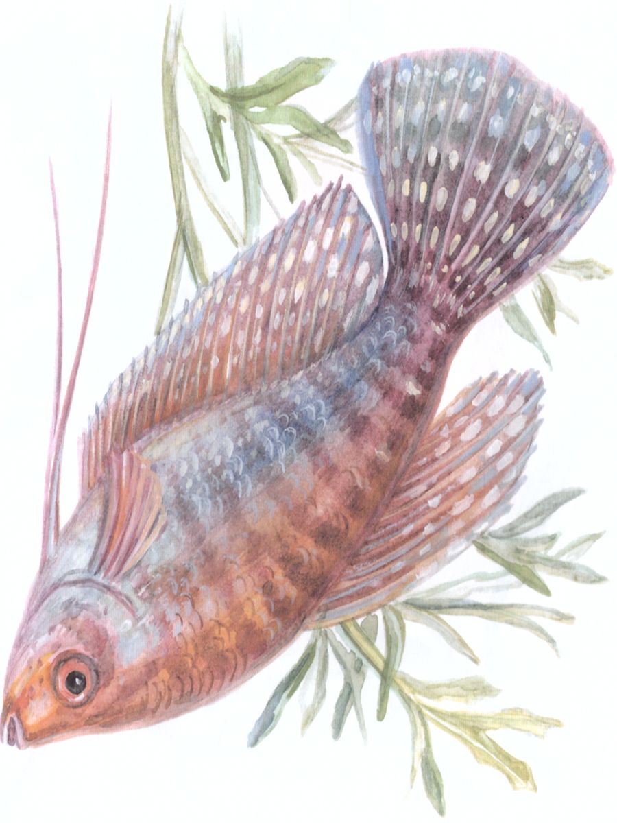 Обложка книги Картотека предметных картинок. Выпуск 10. Аквариумные и пресноводные рыбы. Насекомые и пауки, Автор Нищева Н.В., издательство ДЕТСТВО-ПРЕСС | купить в книжном магазине Рослит