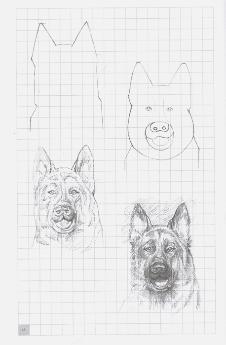 Обложка Творческий курс по рисованию. Рисуем животных, издательство АСТ | купить в книжном магазине Рослит