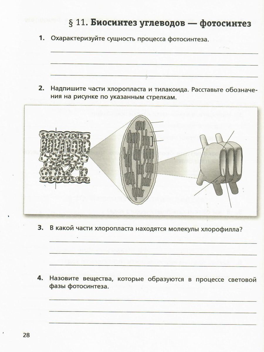 Обложка книги Биология 9 класс. Рабочая тетрадь к учебнику Пономаревой. ФГОС, Автор Пономарева И.Н. Панина Г.Н. Корнилова О.А., издательство Просвещение | купить в книжном магазине Рослит