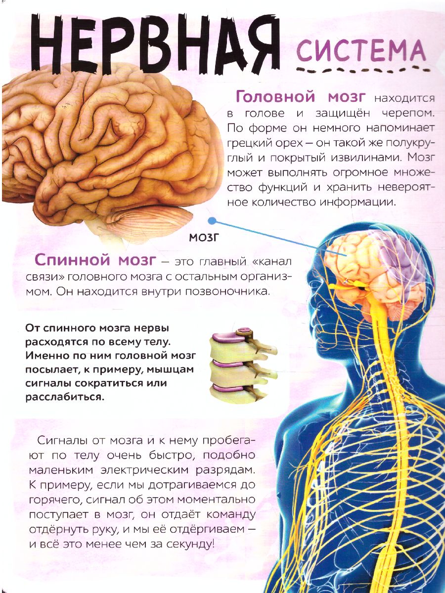 Обложка Книга с прозрачными страницами Моё тело, 32 стр. (Буква-Ленд), издательство Буква-Ленд                                         | купить в книжном магазине Рослит