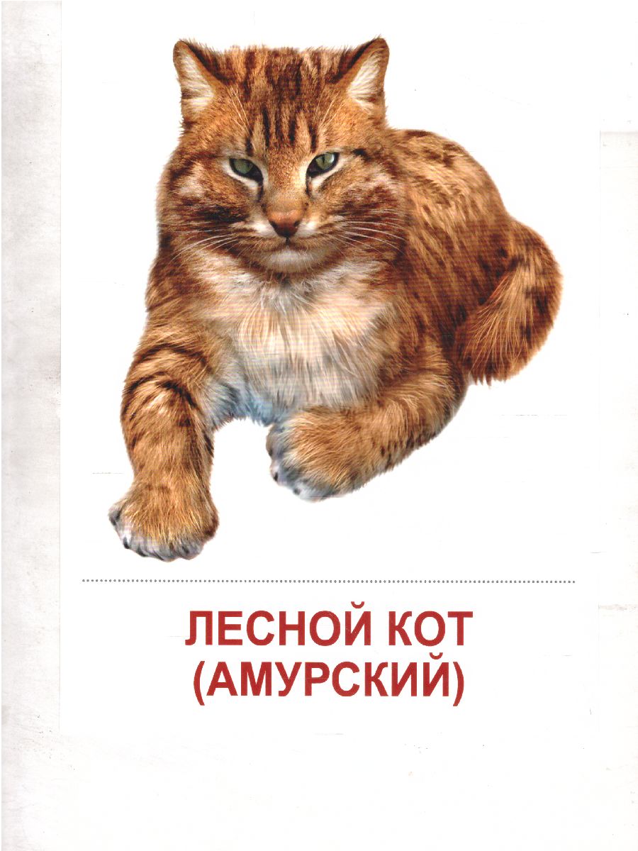 Обложка книги Демонстрационные картинки СУПЕР Дикие животные - 2. 16 демонстрационных картинок с текстом 173х220 мм, Автор , издательство Сфера | купить в книжном магазине Рослит