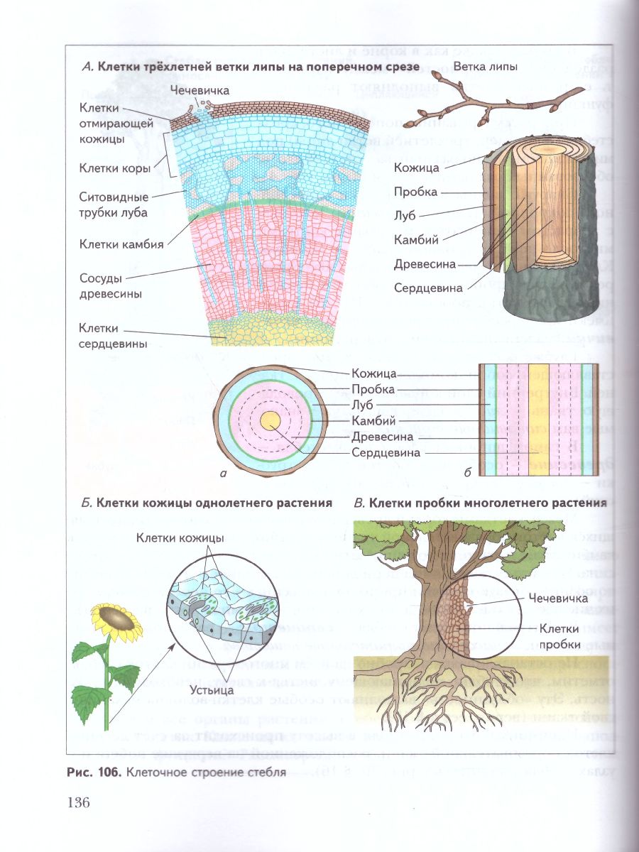 картинка Биология 6 класс. Учебник. ФГОС от магазина Рослит