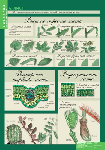 Обложка книги Таблицы Биология 6 класс. Растения. Грибы. Бактерии, Автор , издательство Спектр-М | купить в книжном магазине Рослит